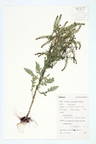 Common Pepper-grass; Wild Tongue specimen